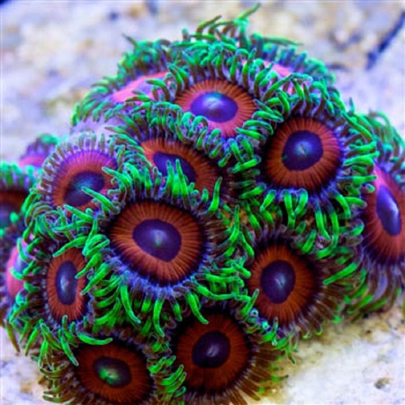 Selection-Soft=Corals