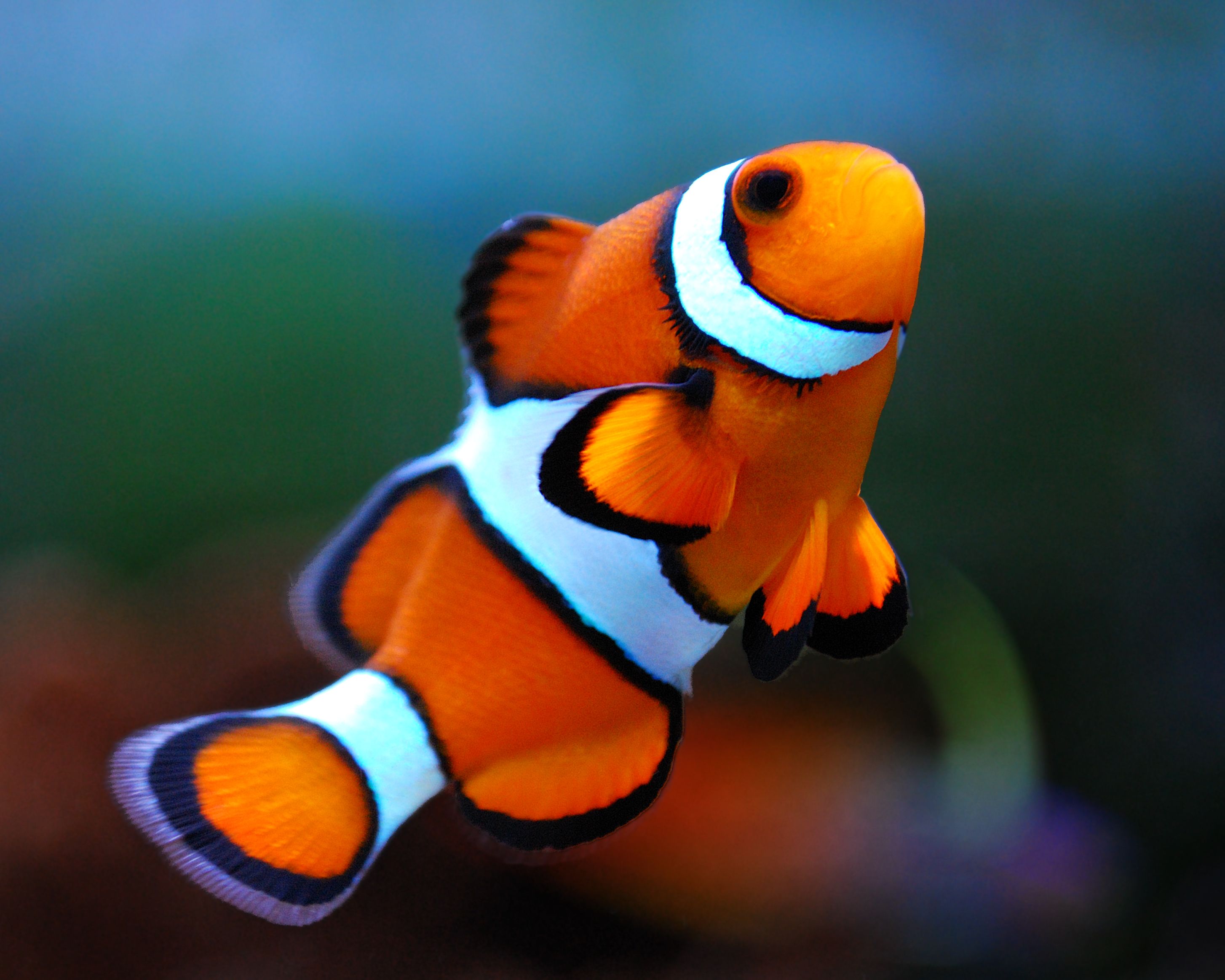 Selection-Fish