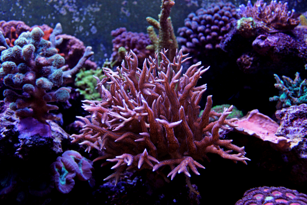Selection-Hard-Corals
