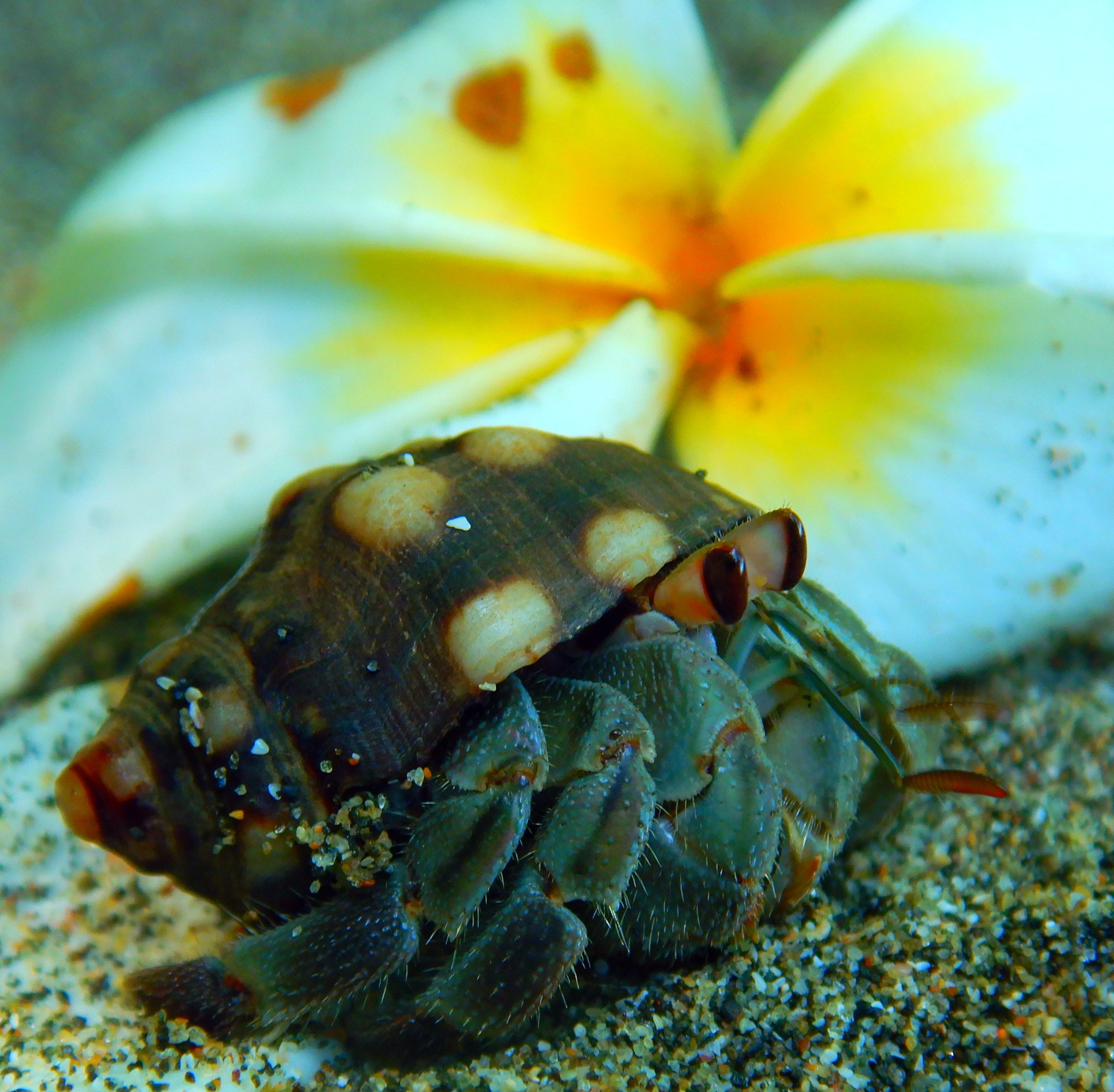 Selection-Inverts
